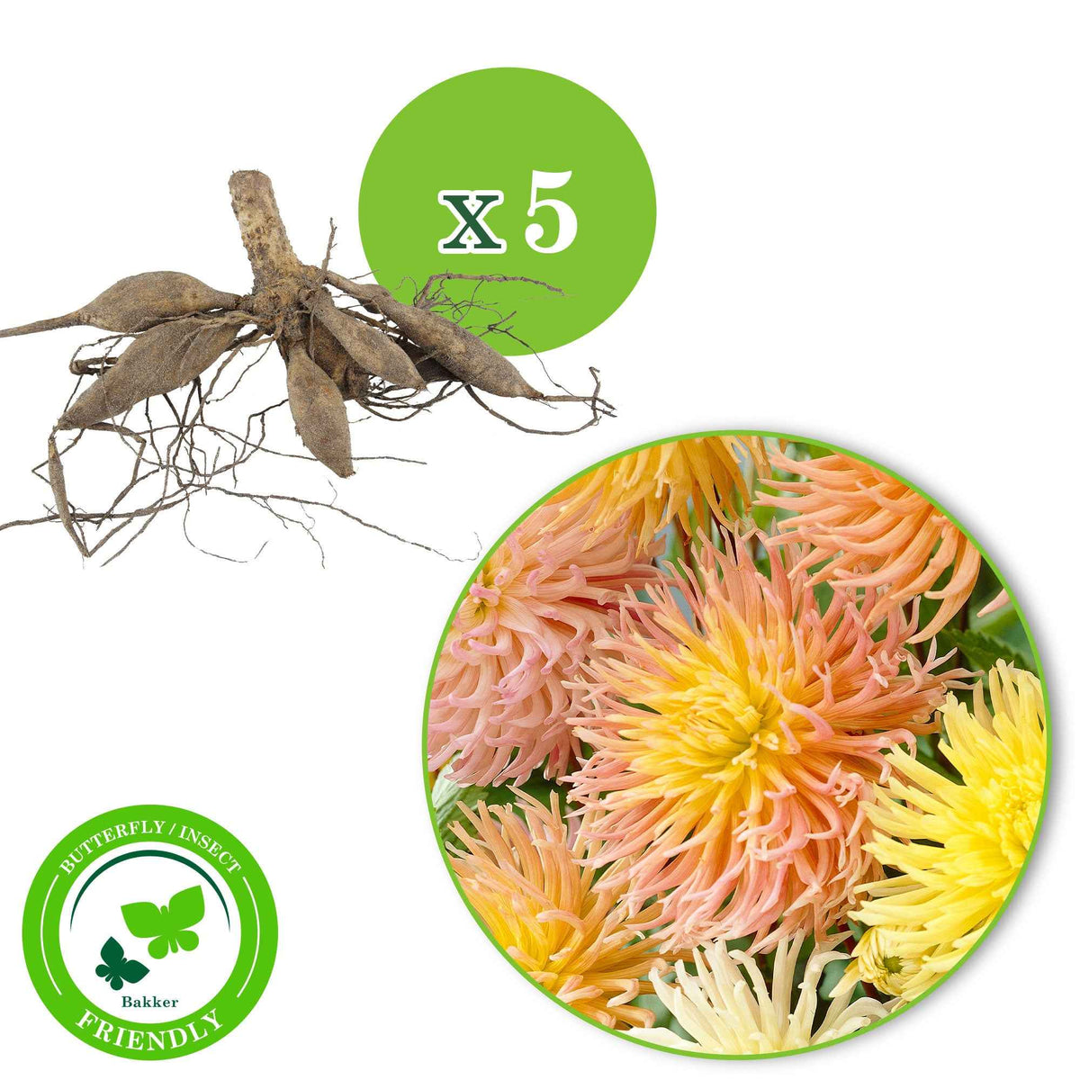 Dahlia - Mix 'Star' (x5) - Dahlia 'star' - Bakker