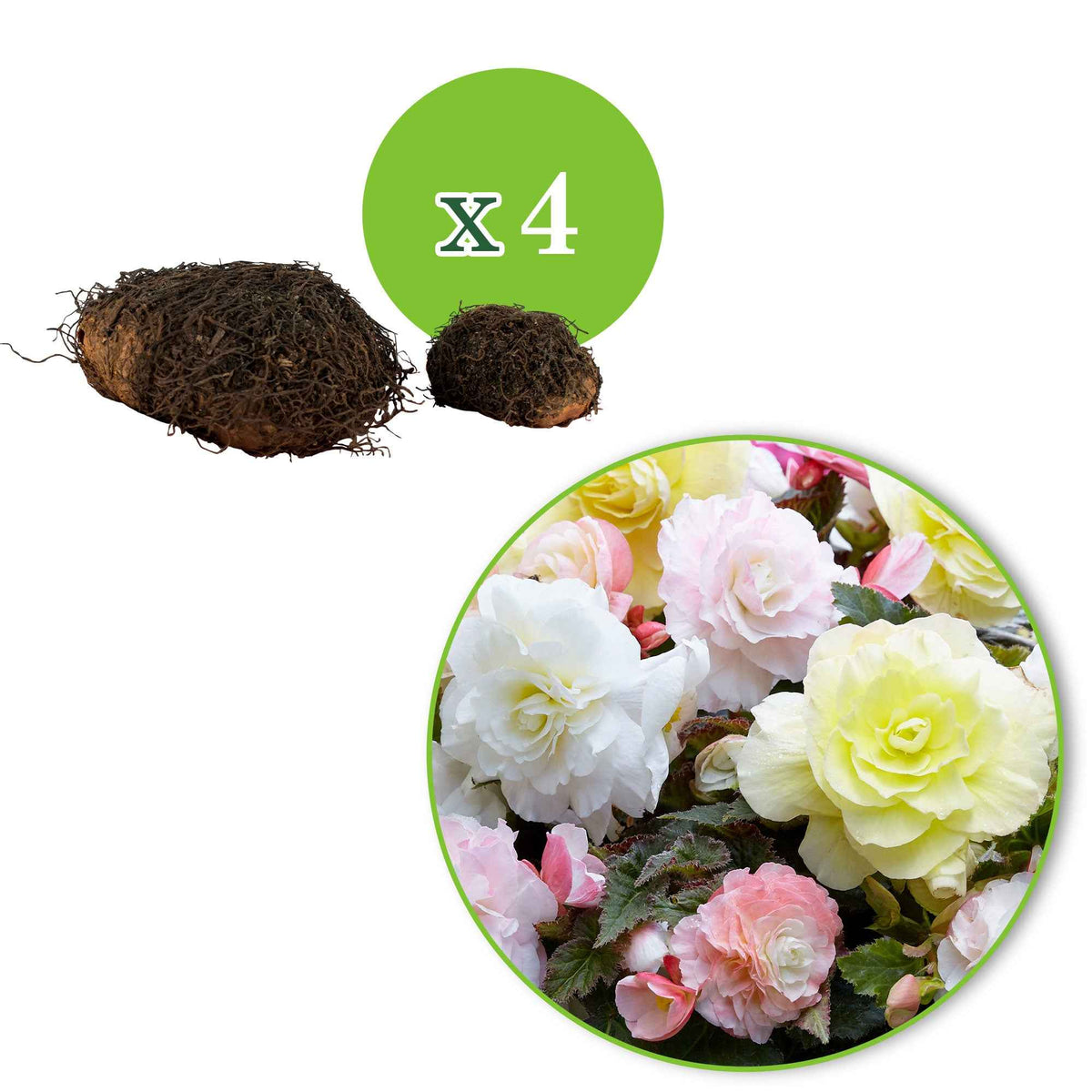 Begonia Wummi creme, Wummi Apple Bloom - Knolbegonia Mix 'Wummi' (x4) - Begonia