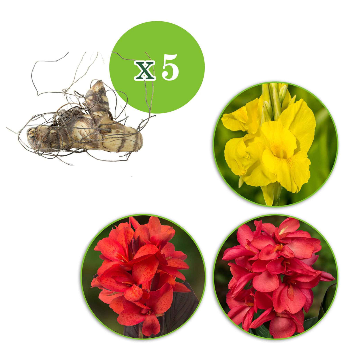 Indisch bloemriet - Mix (x5) - Canna 'richard wallace','red dazzler','city of portland' - Bakker