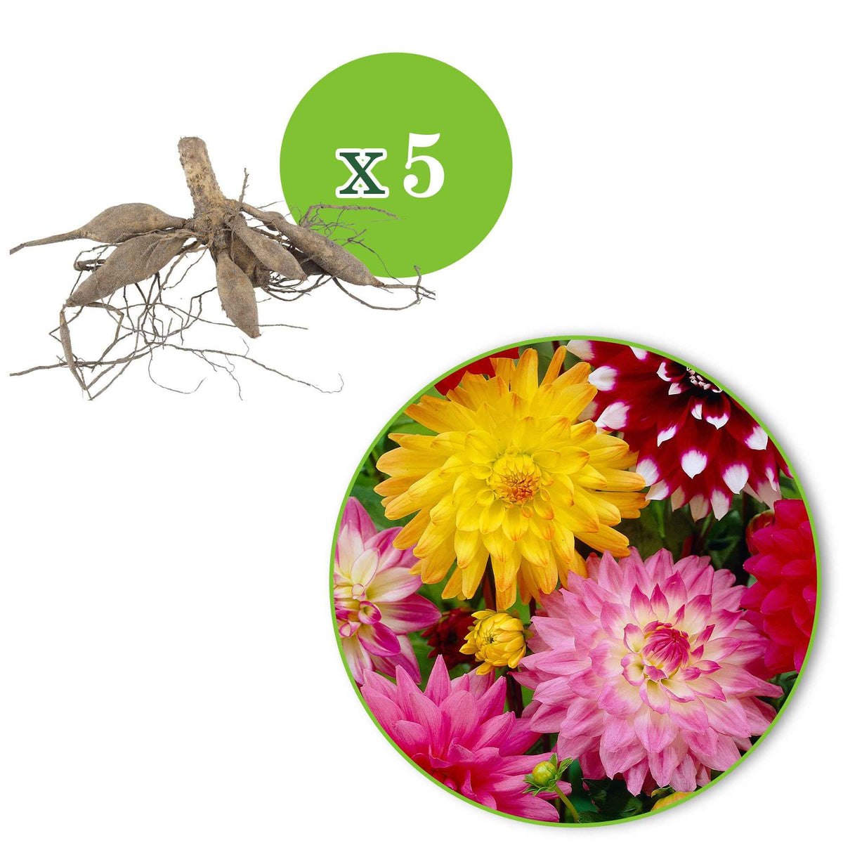 Verkoop Dahlia - Mix (x5) - Dahlia 'Manhattan Island', 'Summerflame', 'Kiev'