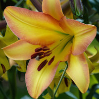 Lelie 'Rising Moon' (x5) - Lilium 'rising moon' - Bloembollen