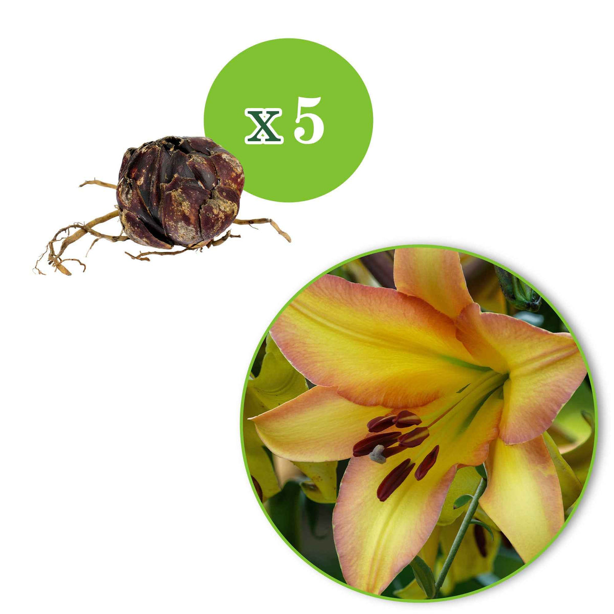 Lilium 'rising moon' - Lelie 'Rising Moon' (x5) - Lelie