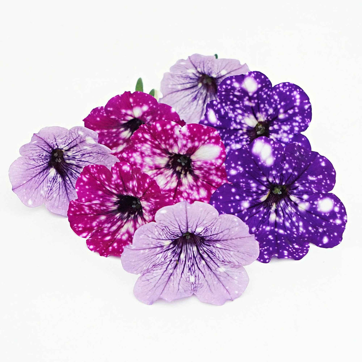 Petunia (x6) - Collection 6 pétunias mouchetés (nightsky + lavender sky) - Bakker