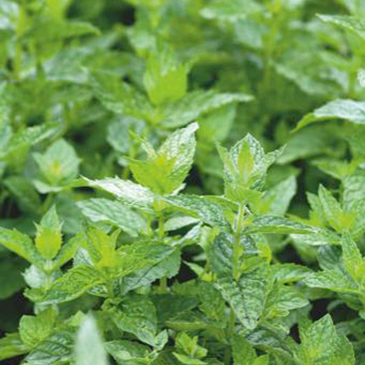 Groene munt - Mentha spicata crispa - Bakker