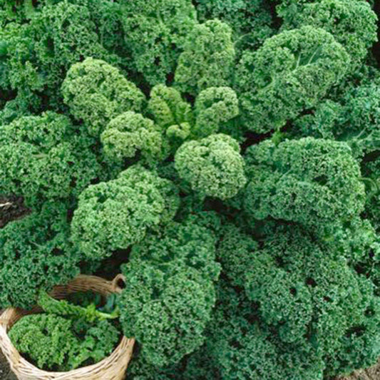 Boerenkool 'Westlandse Herfst' - Brassica oleracea sabauda westlandse herfst kale - Moestuin
