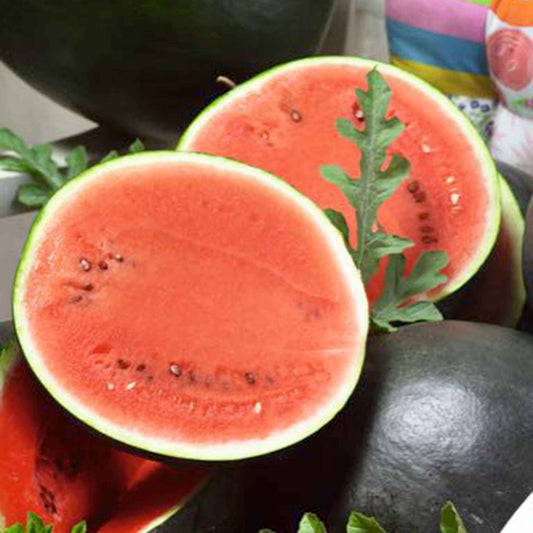 Watermeloen 'Sugar Baby' - Citrullus lanatus sugar baby - Moestuin