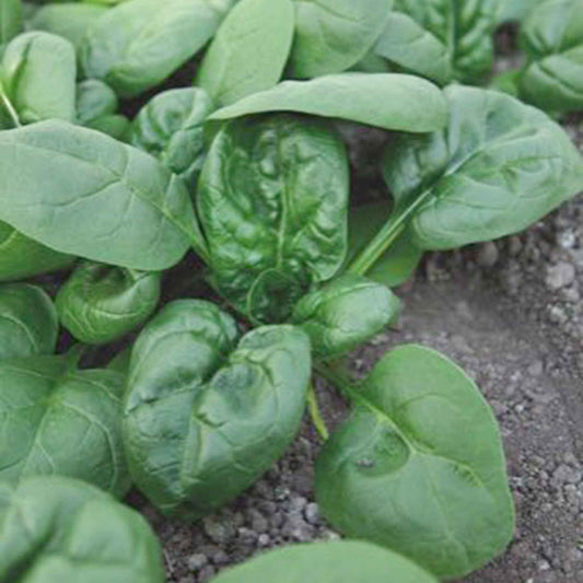 Spinazie 'Nores' - Bakker