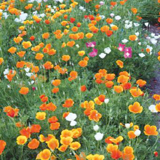 Papaver - Eschscholzia californica - Moestuin