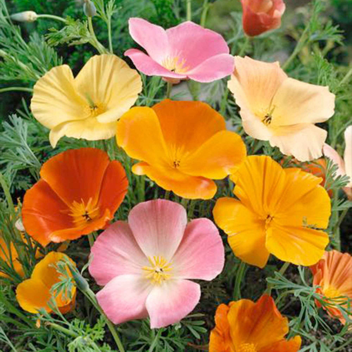 Slaapmutsje - Eschscholzia californica - Bakker