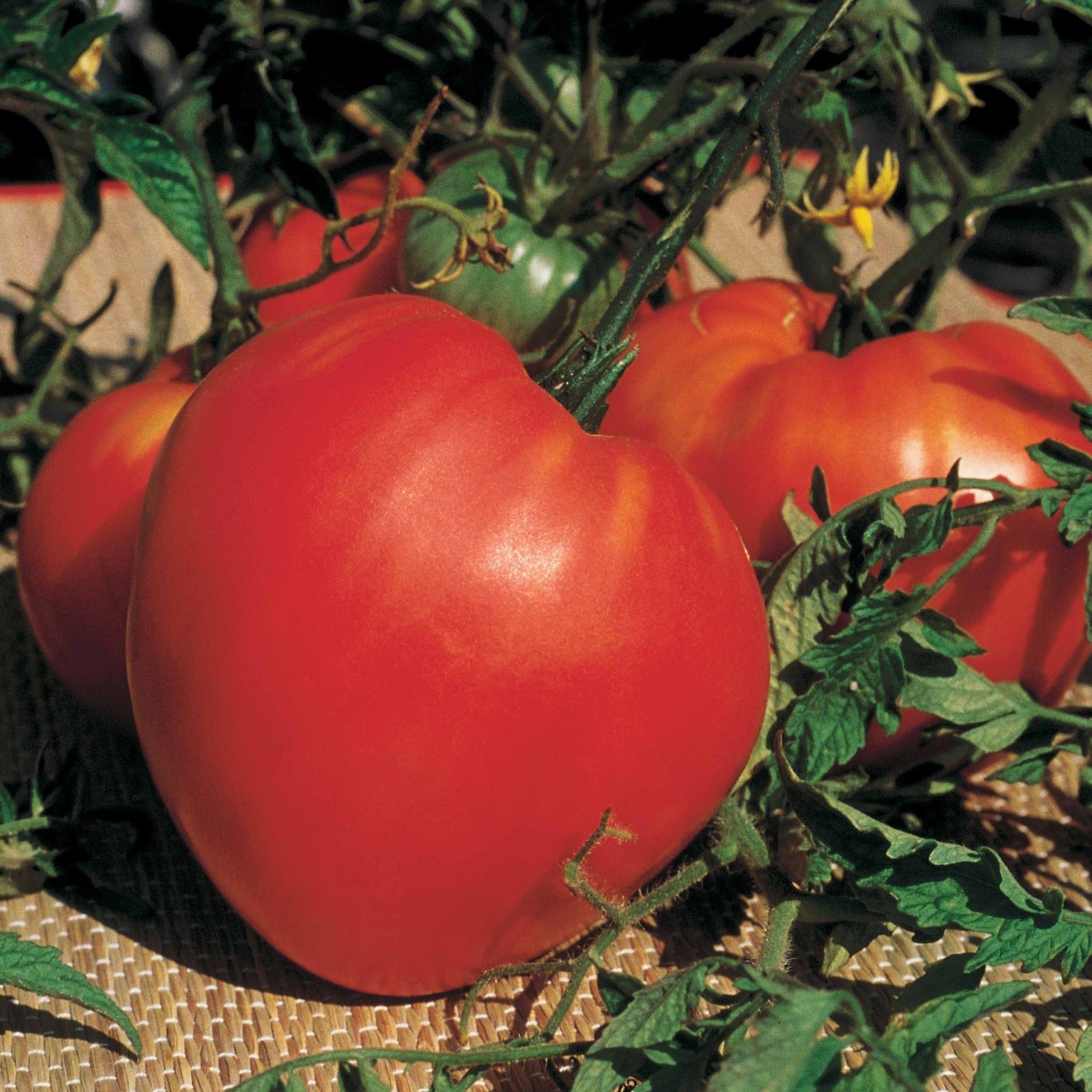 Tomatenmix 'Coeur de Boeuf' + 'St. Pierre' + 'San Marzano' - Collection 3 tomates savoureuses (coeur de boeuf, saint pierre, san m - Moestuin