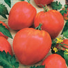 Vleestomaat 'Coeur de Boeuf' - Solanum lycopersicum coeur de boeuf - Groentezaden