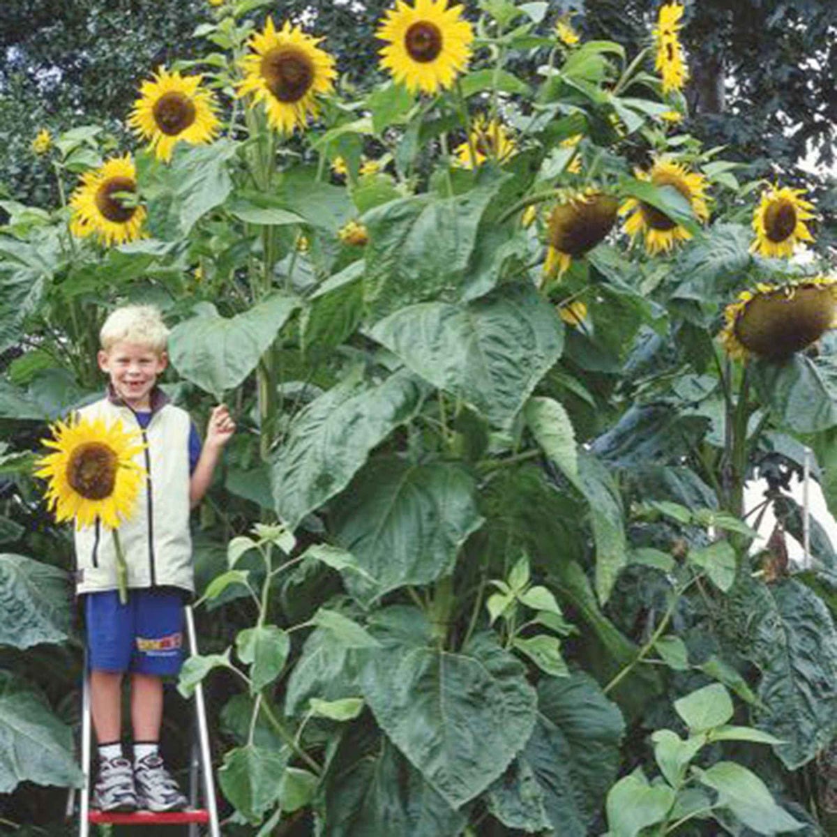 Zonnebloem 'King Kong' - Bakker