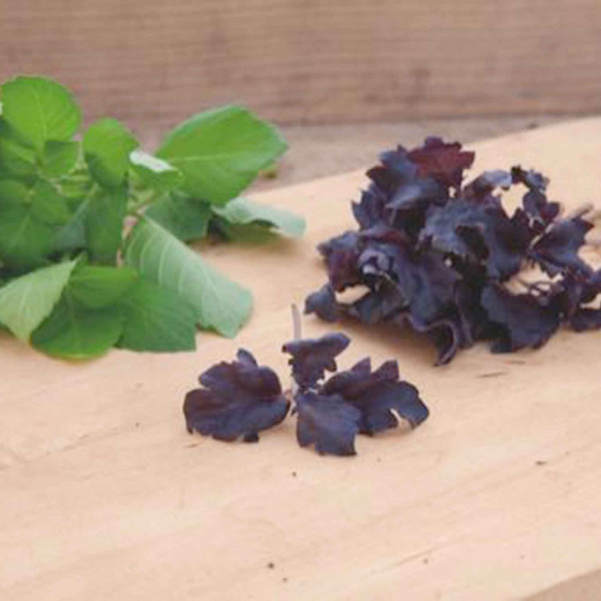 Basilicum 'Purple Ruffles' - Bakker