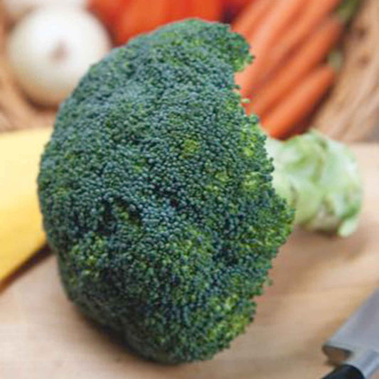 Broccoli 'Calabrese Natalino' - Brassica oleracea calabrese natalino - Moestuin