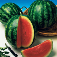 Watermeloen 'Crimson Sweet' - Citrullus lanatus crimson sweet - Fruitzaden