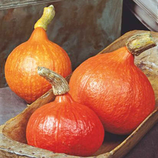 Pompoen 'Uchiki Kuri' - Cucurbita maxima uchiki kuri - Moestuin