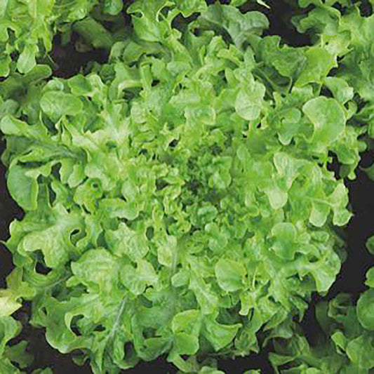 Pluksla 'Salad bowl' - Lactuca salad bowl verte - Moestuin