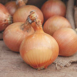 Ui 'Rijnsburger' - Bakker
