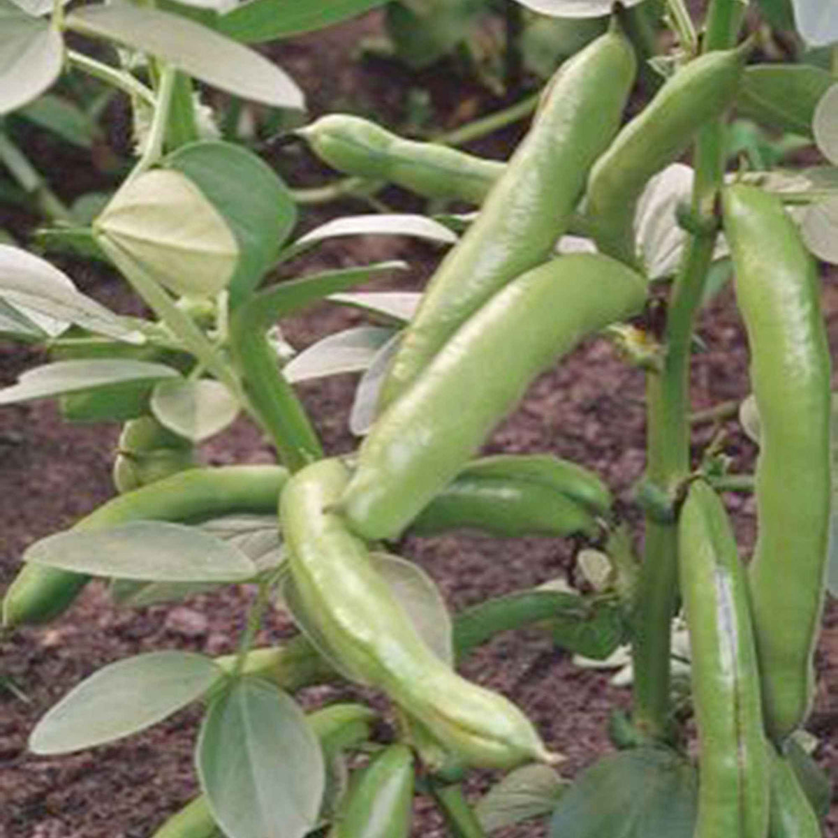 Tuinbonen Vicia 'Witkiem' - Vicia faba witkiem - Bakker