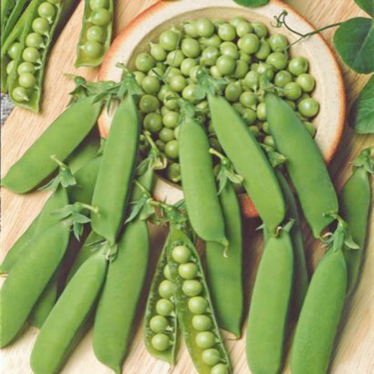 Doperwt 'Karina' - Bakker