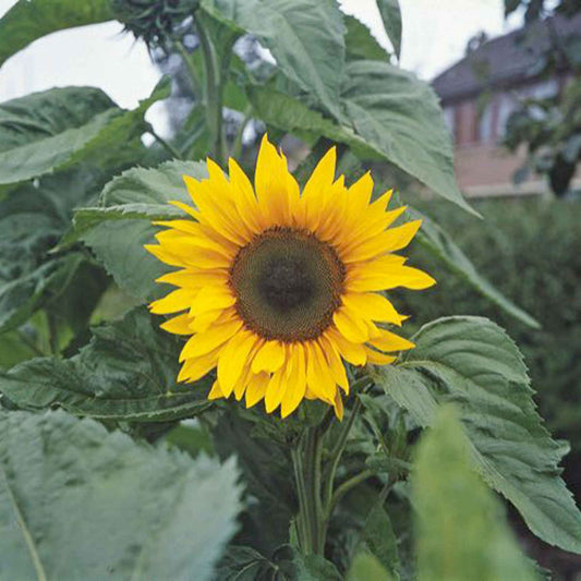 Zonnebloem 'Unifloris Giganteus' - Helianthus annuus giganteus - Moestuin