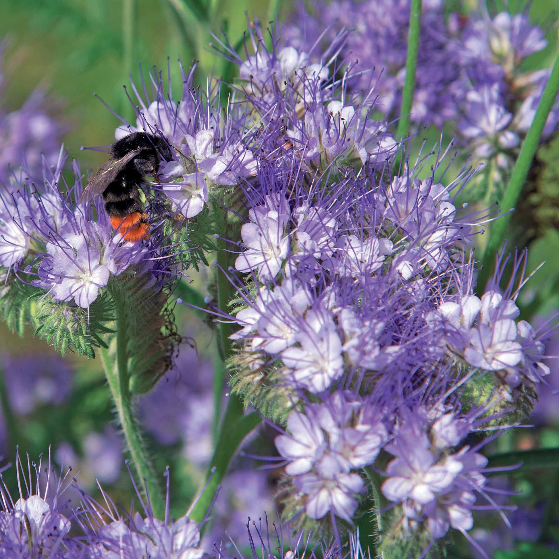 Bijenvoer - Phacelia tanacetifolia - Bakker