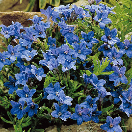 Parelzaad 'Heavenley Blue' - Lithodora diffusa heavenly blue - Tuinplanten