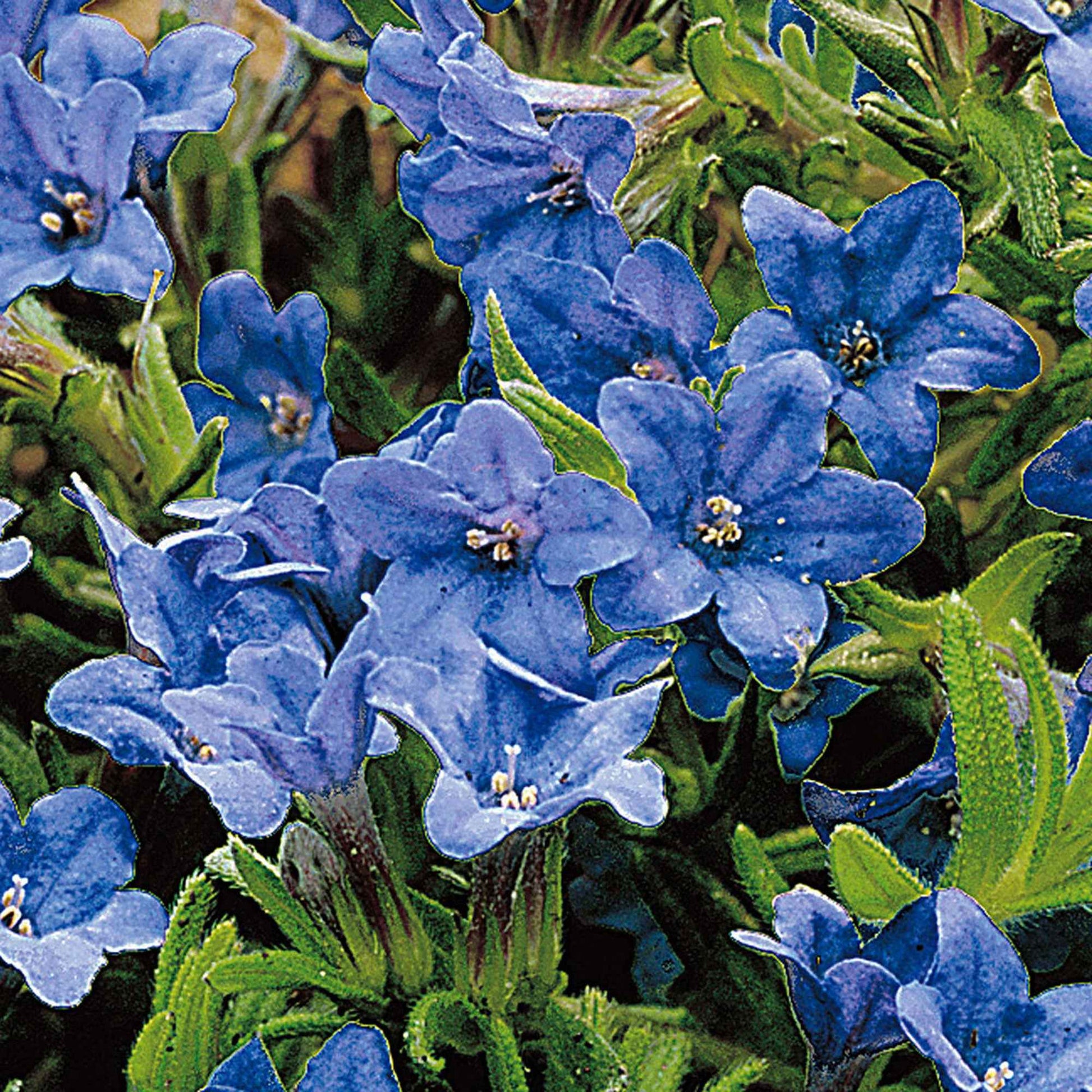Parelzaad 'Heavenley Blue' - Lithodora diffusa heavenly blue - Plant eigenschap
