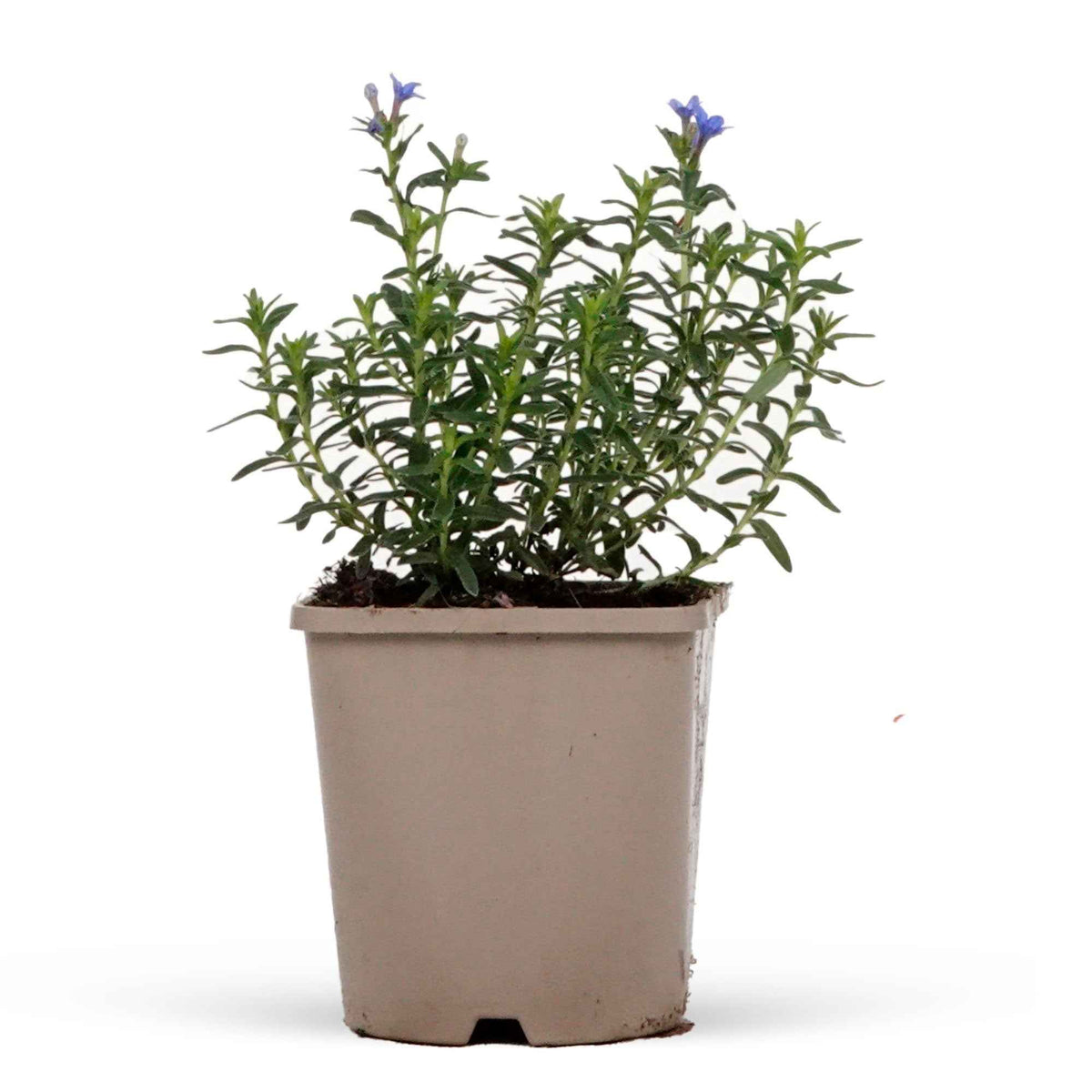 Lithodora diffusa Heavenly Blue - Parelzaad 'Heavenley Blue' - Vaste planten Bio