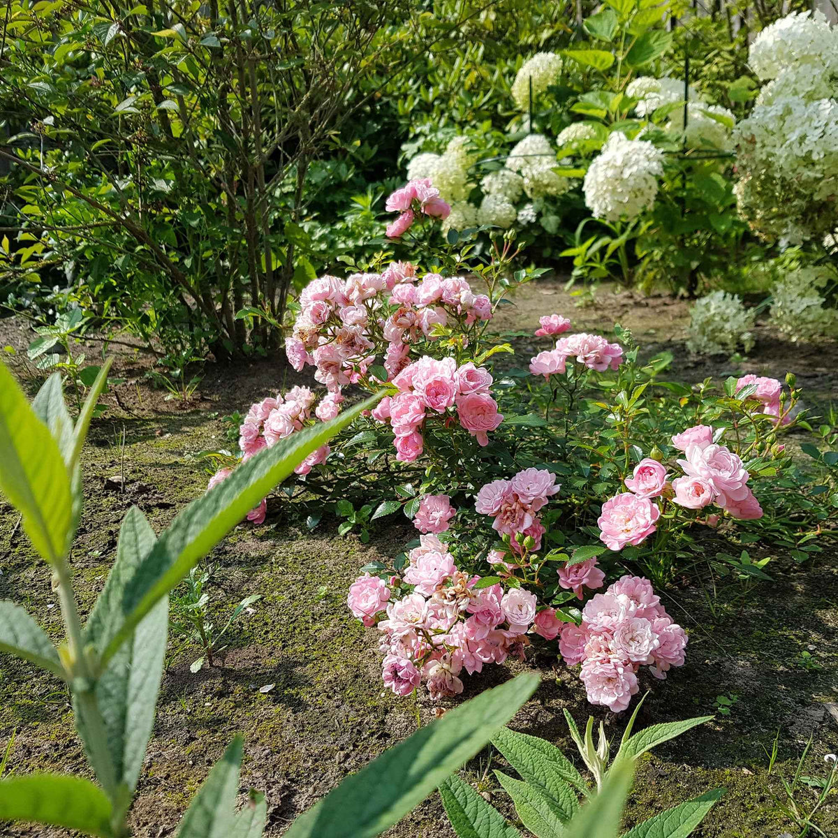 Bodembedekkende roos 'The Fairy'® - Rosa polyantha 'The Fairy' - Bakker
