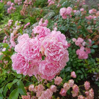 Bodembedekkende roos 'The Fairy'® - Rosa polyantha 'the fairy' - Plantsoort
