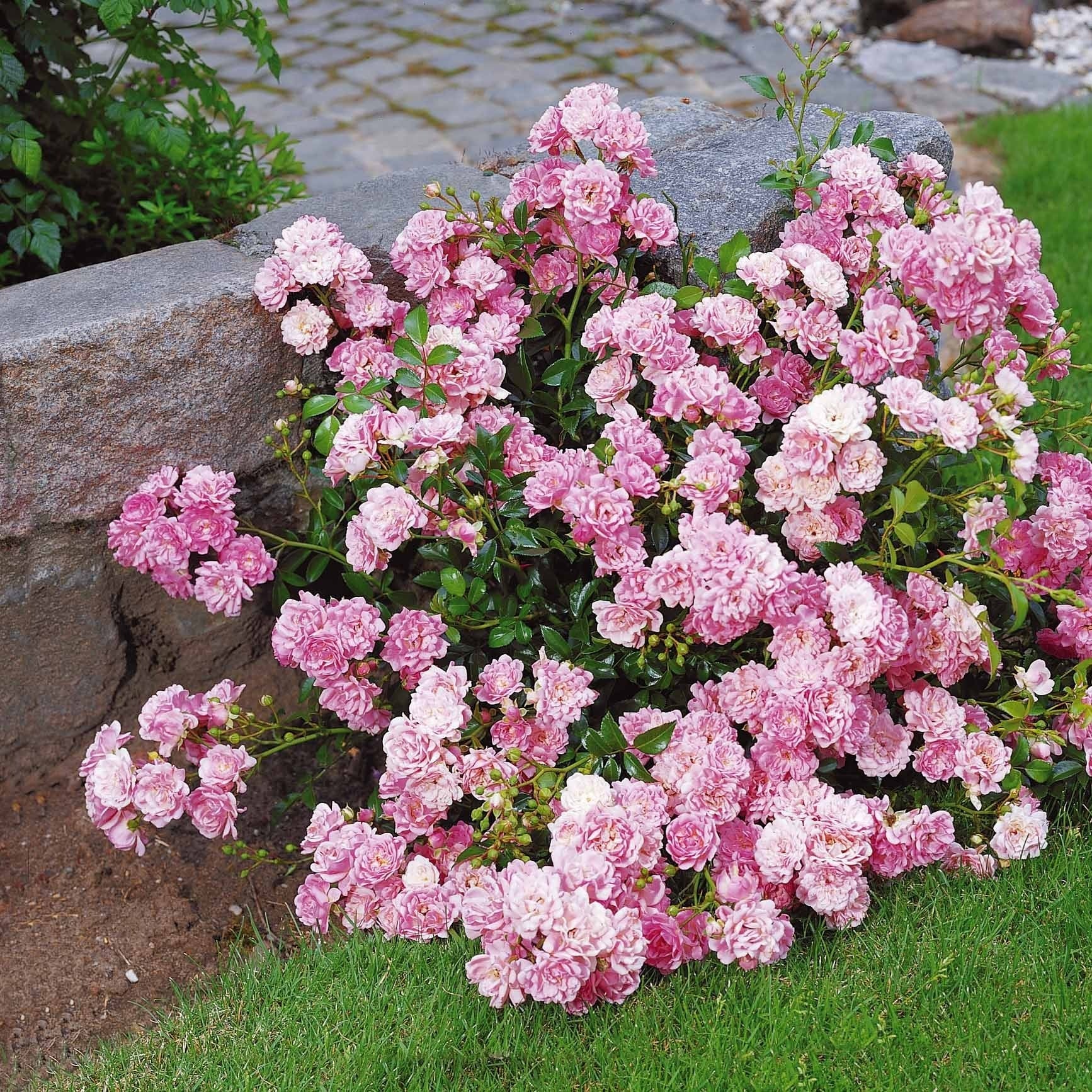 Bodembedekkende roos 'The Fairy'® - Bodembedekkende rozen - Bakker