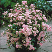 Bodembedekkende roos 'The Fairy'® - Rosa polyantha 'the fairy'