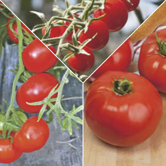 Tomaten pakket Solanum 'Toffe Tomaten' - Groentezaden - Solanum lycopersicum cocktail raisins jaunes - Moestuin