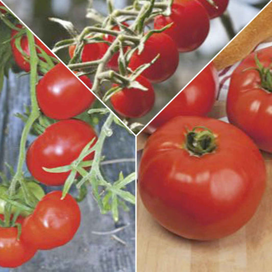 Tomaten pakket Solanum 'Toffe Tomaten' - Groentezaden - Bakker