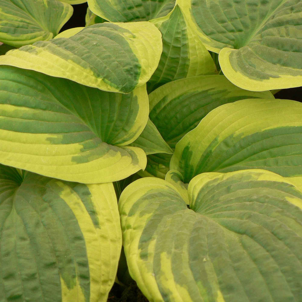 Hartlelie 'Wilde Brim' - Hosta hybride wide brim - Bakker
