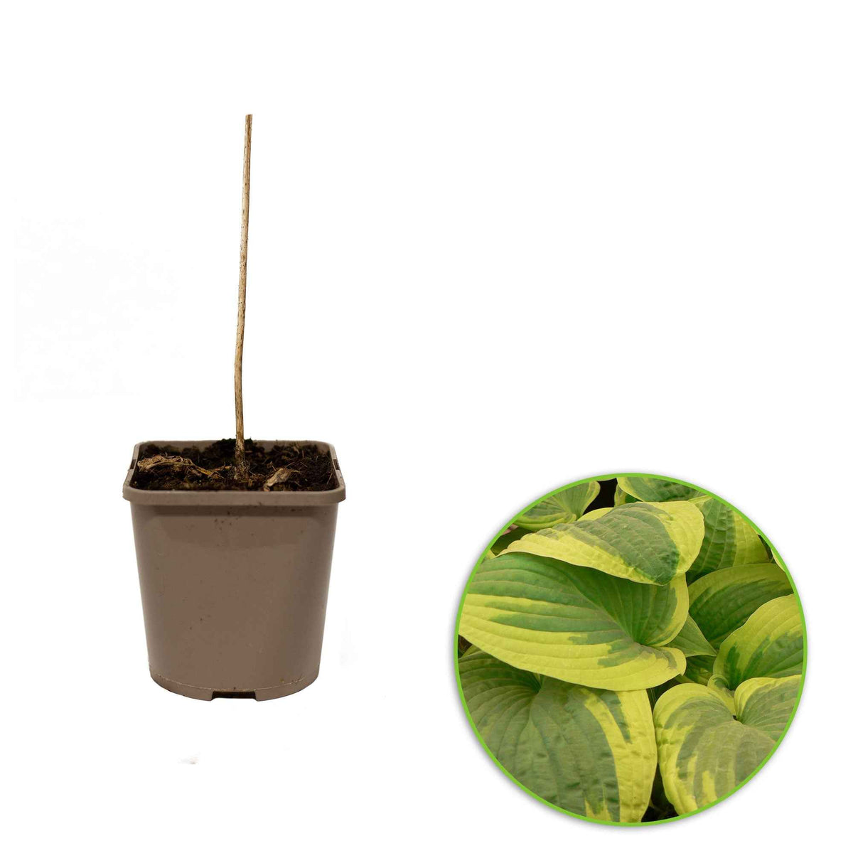 Hosta hybride wide brim - Hartlelie 'Wilde Brim' - Hosta - Hartlelie