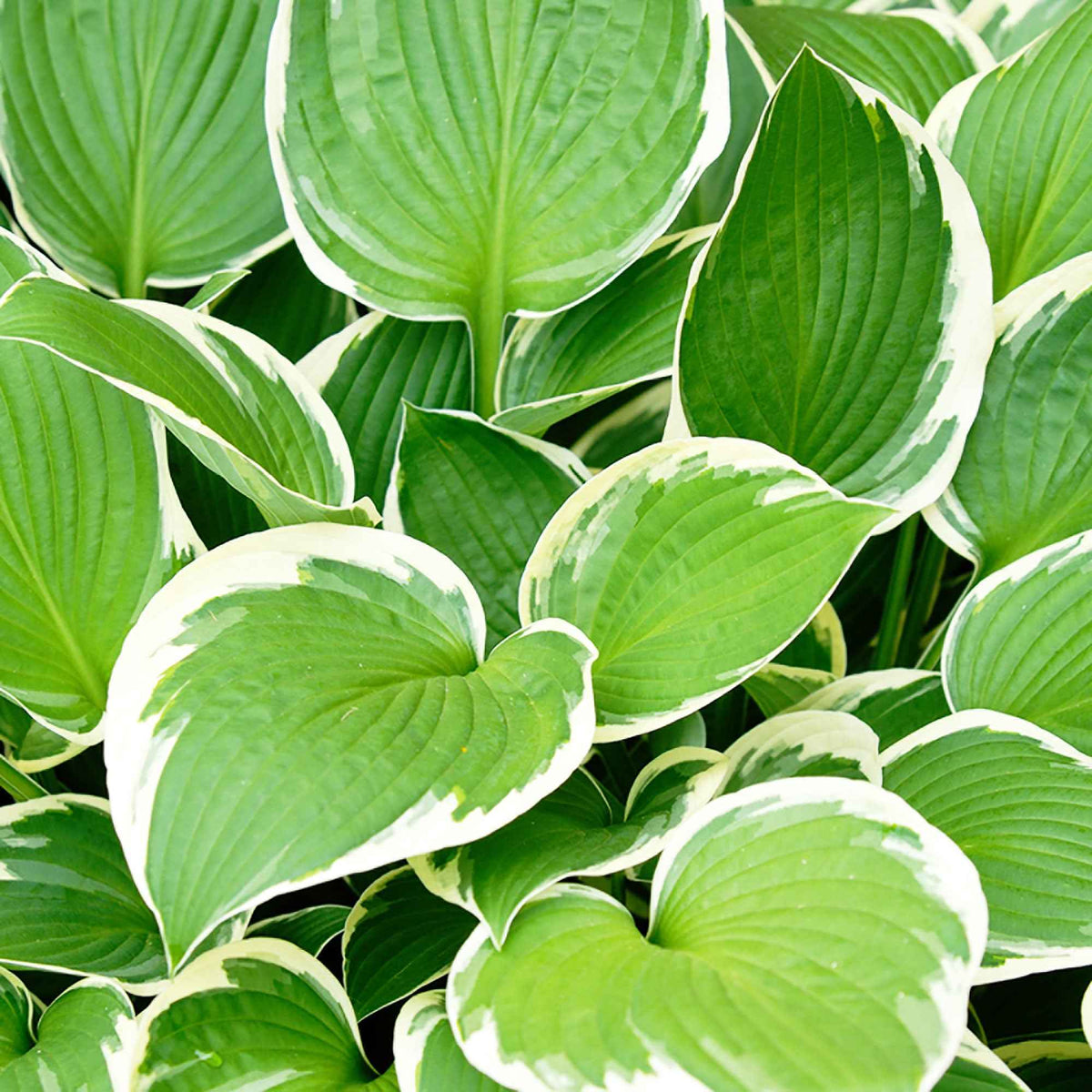 Hartlelie 'Patriot' - Hosta hybride patriot - Bakker