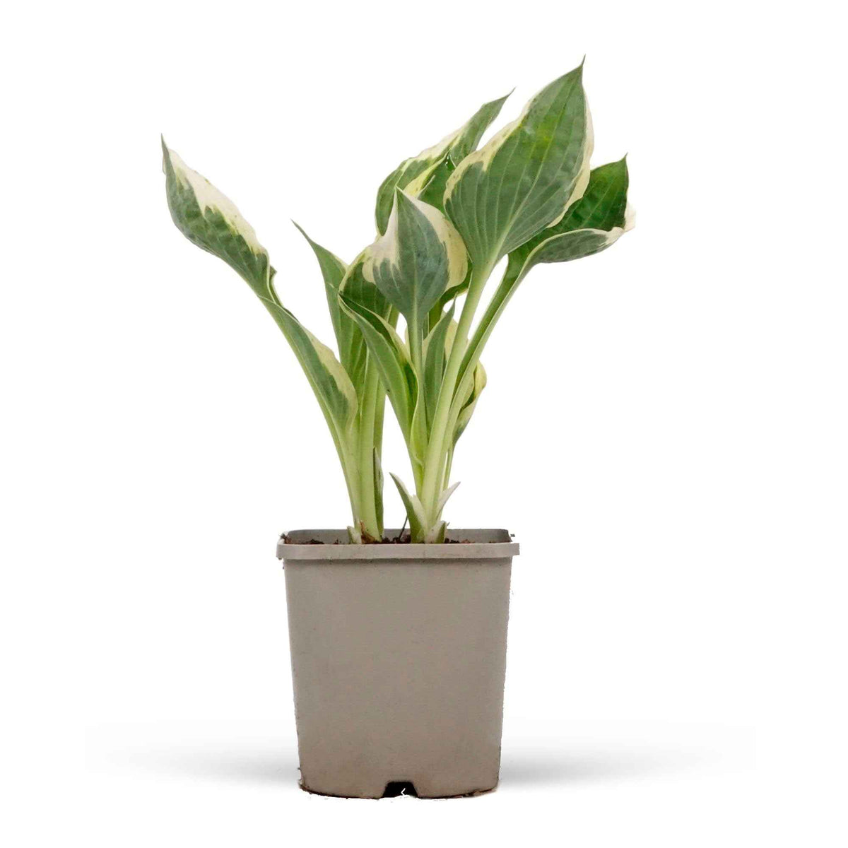 Verkoop Hartlelie 'Patriot' - Hosta hybride patriot