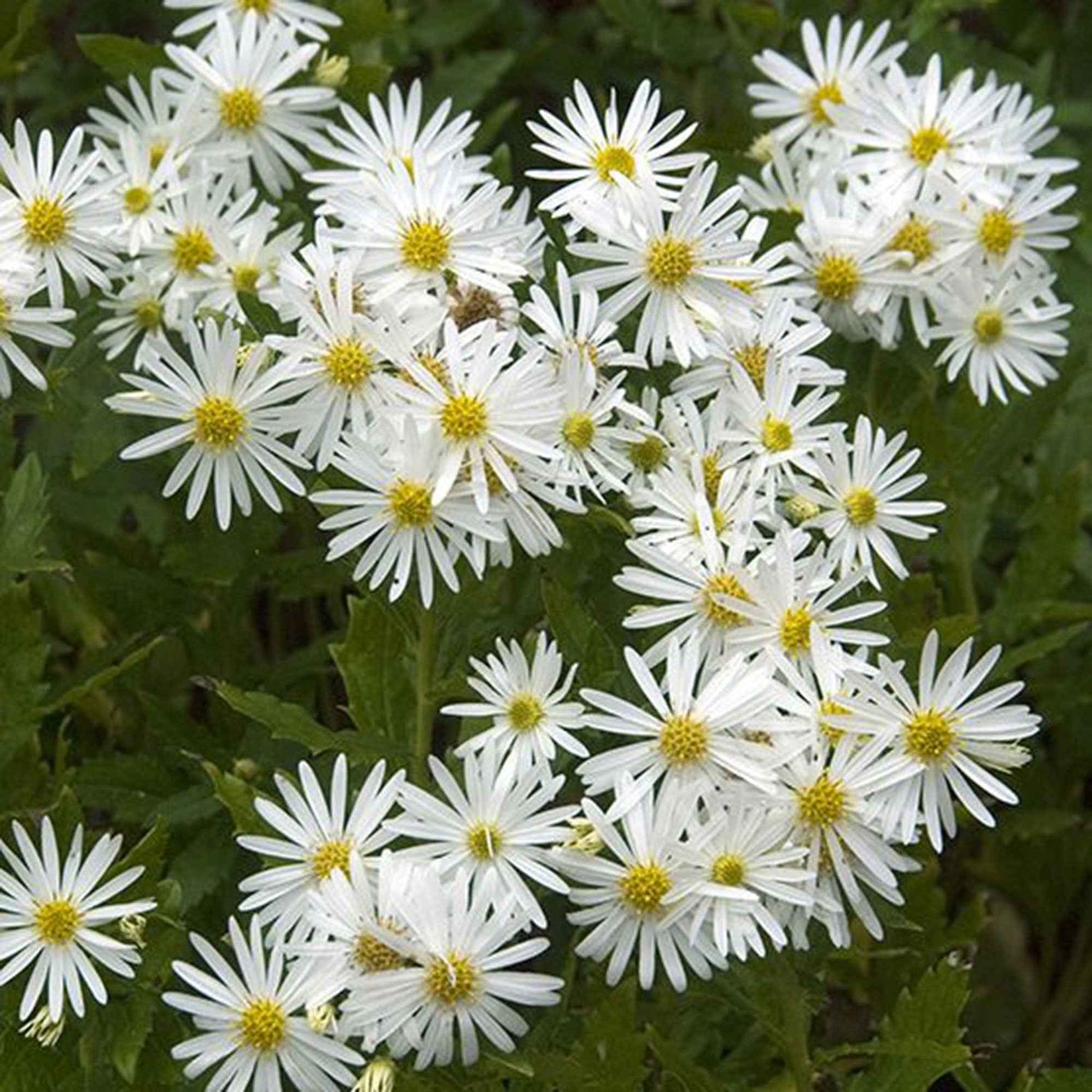 Aster