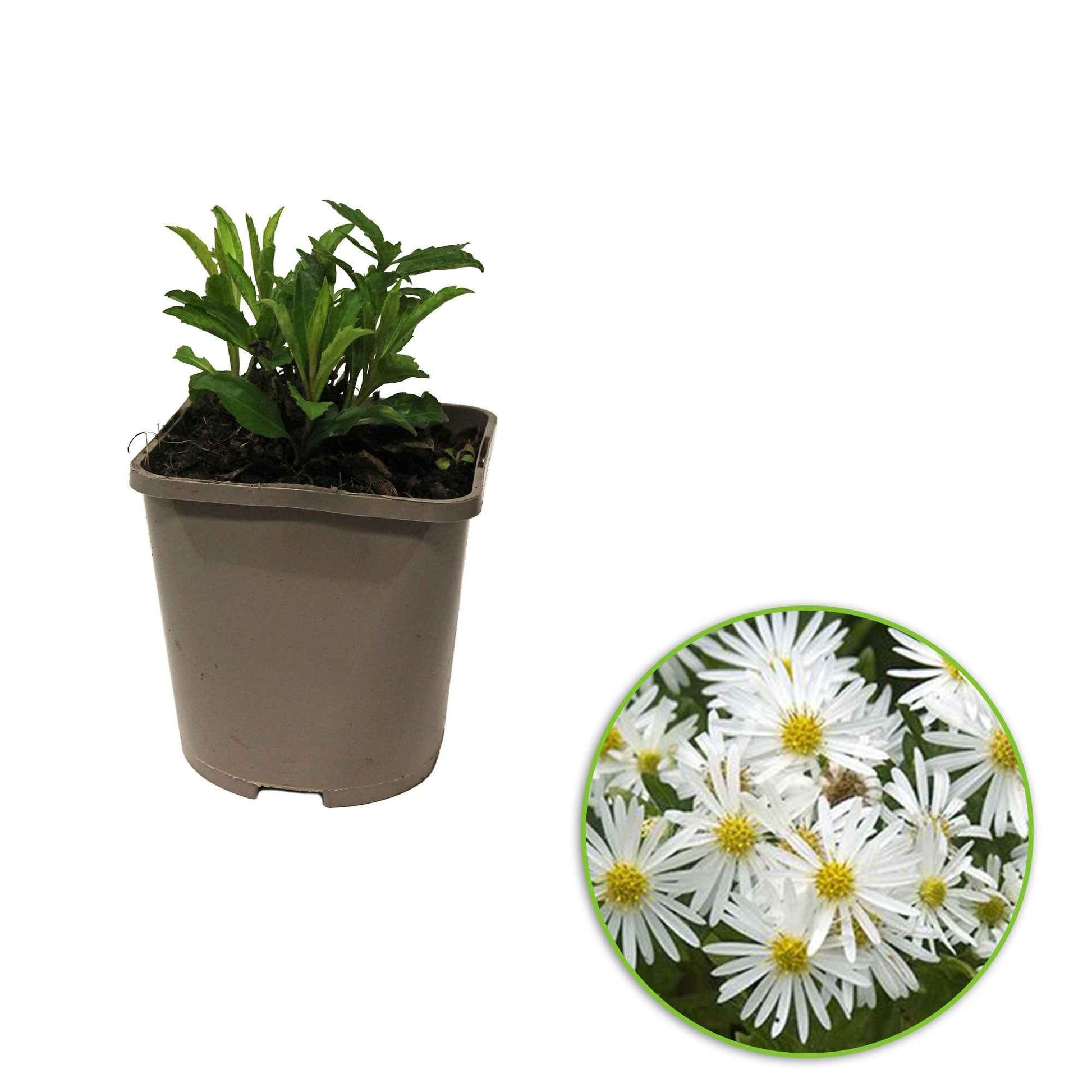 Herfstaster 'Ashvi' (x3) - Aster ageratoides ashvi - Heesters en vaste planten