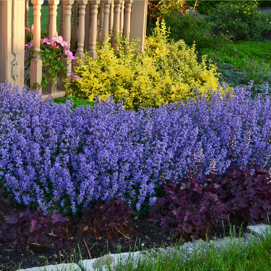 Kattenkruid 'Pursian Blue' - Bakker