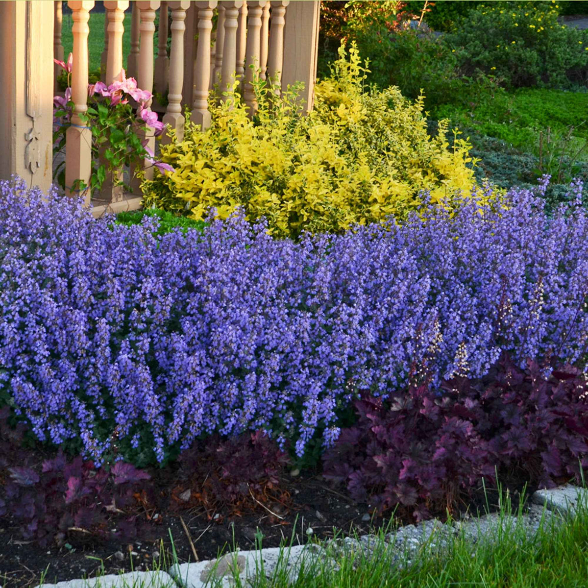 Kattenkruid 'Pursian Blue' - Bakker