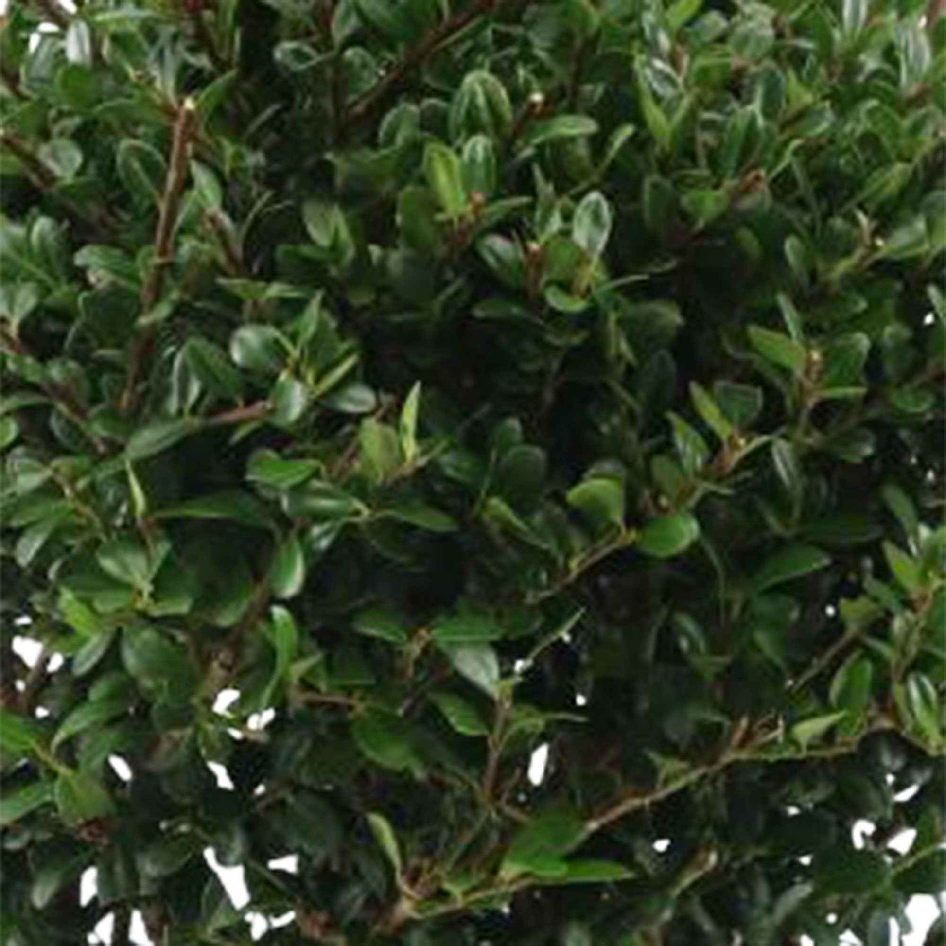Japanse hulst 'Dark Green'® - Ilex crenata dark green - Heesters en vaste planten