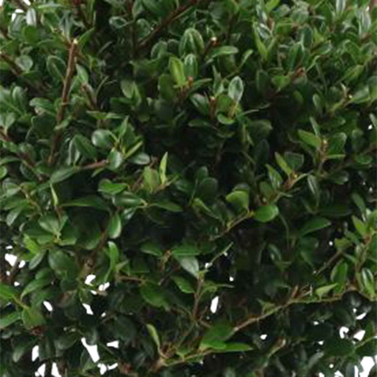 Bloeiende heesters - Japanse hulst 'Dark Green'® - Ilex crenata Dark Green