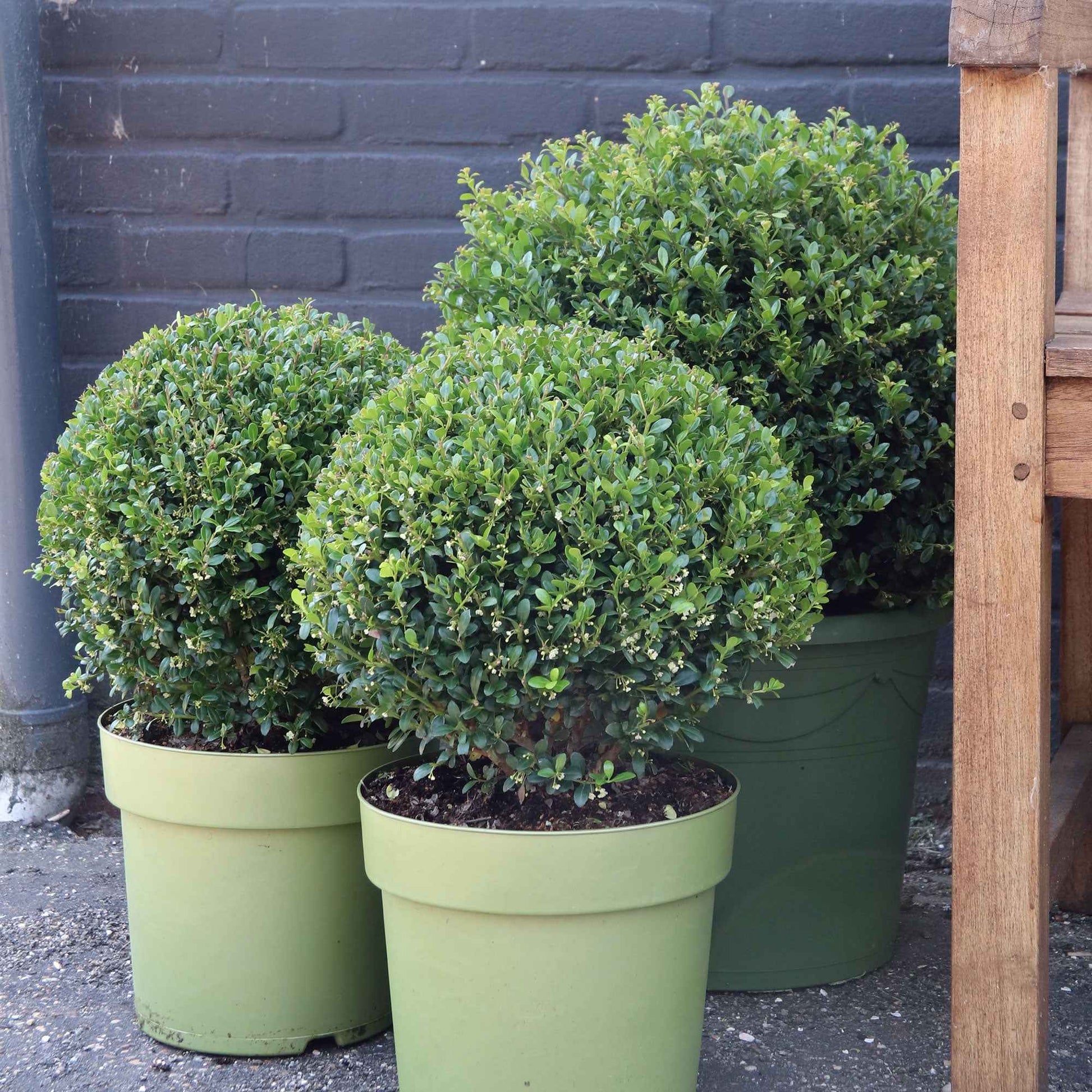 Ilex crenata Dark Green - Japanse hulst 'Dark Green'® - Bloeiende heesters