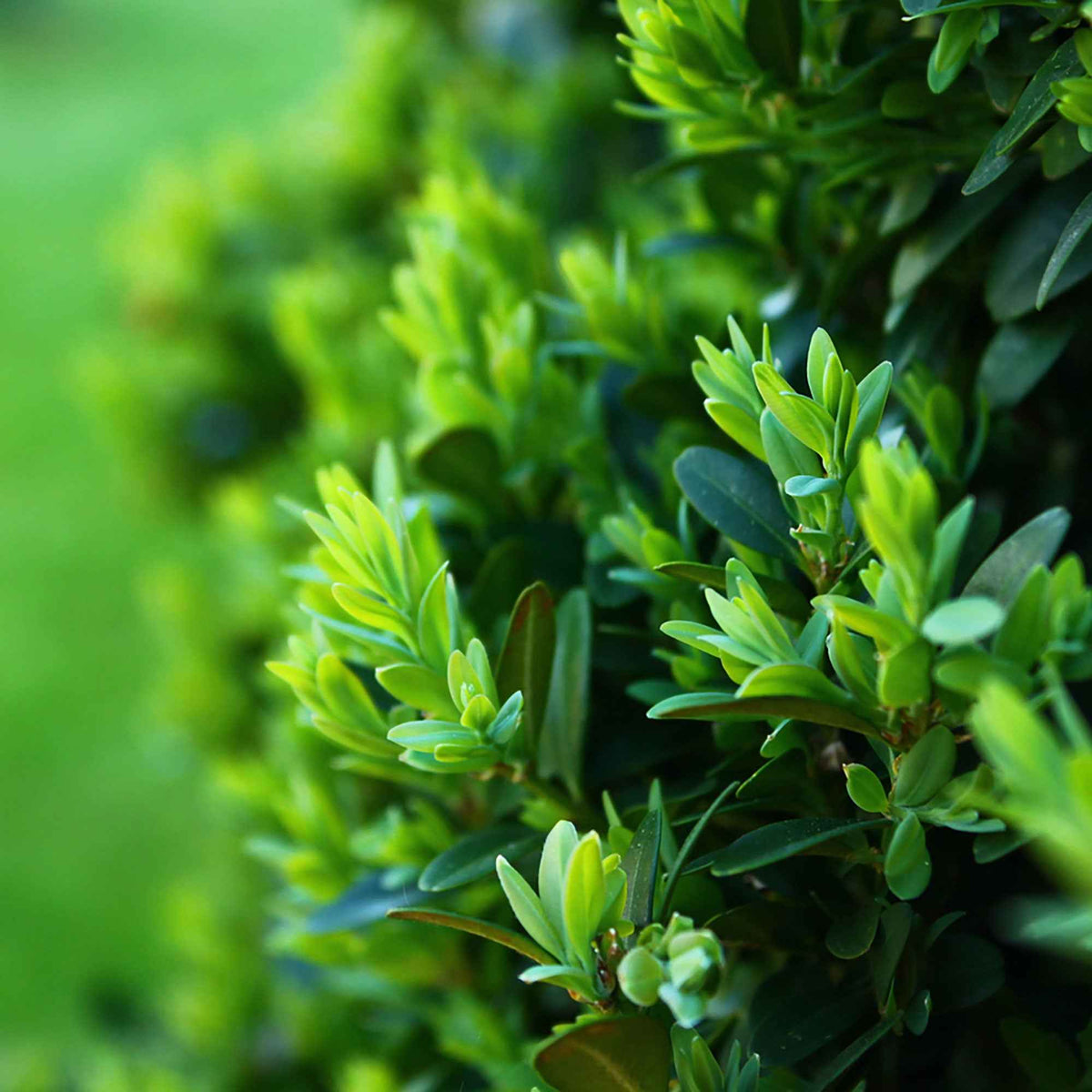 Buxus - Buxushaag - Buxus sempervirens