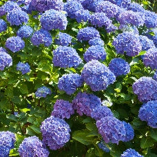 Blauwe Boerenhortensia - Bakker