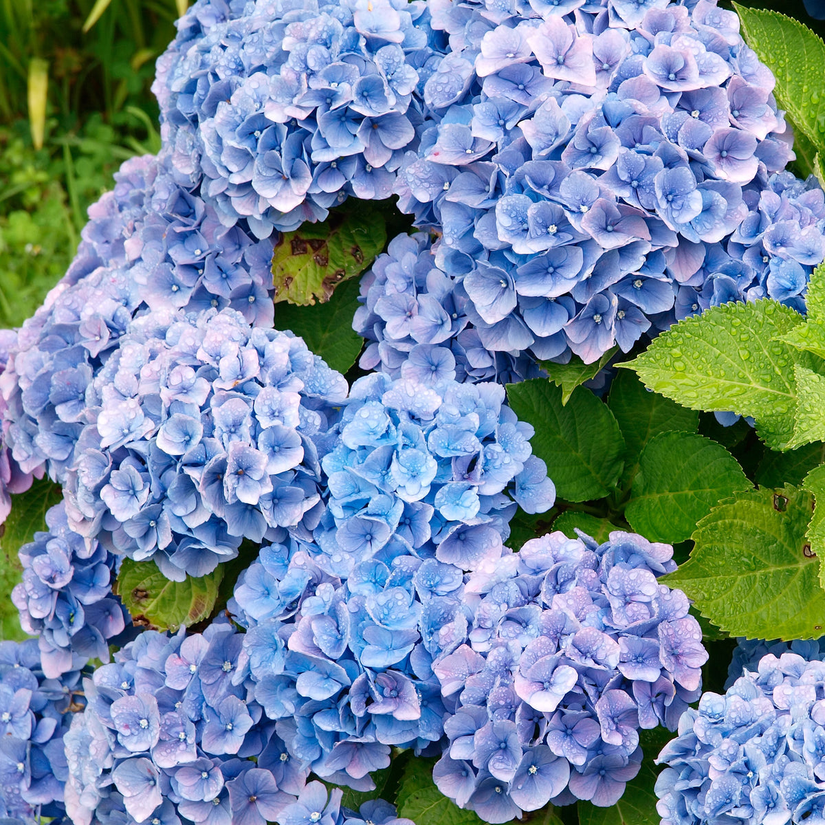Hydrangea macrophylla - Blauwe Boerenhortensia - Hortensia macrophylla