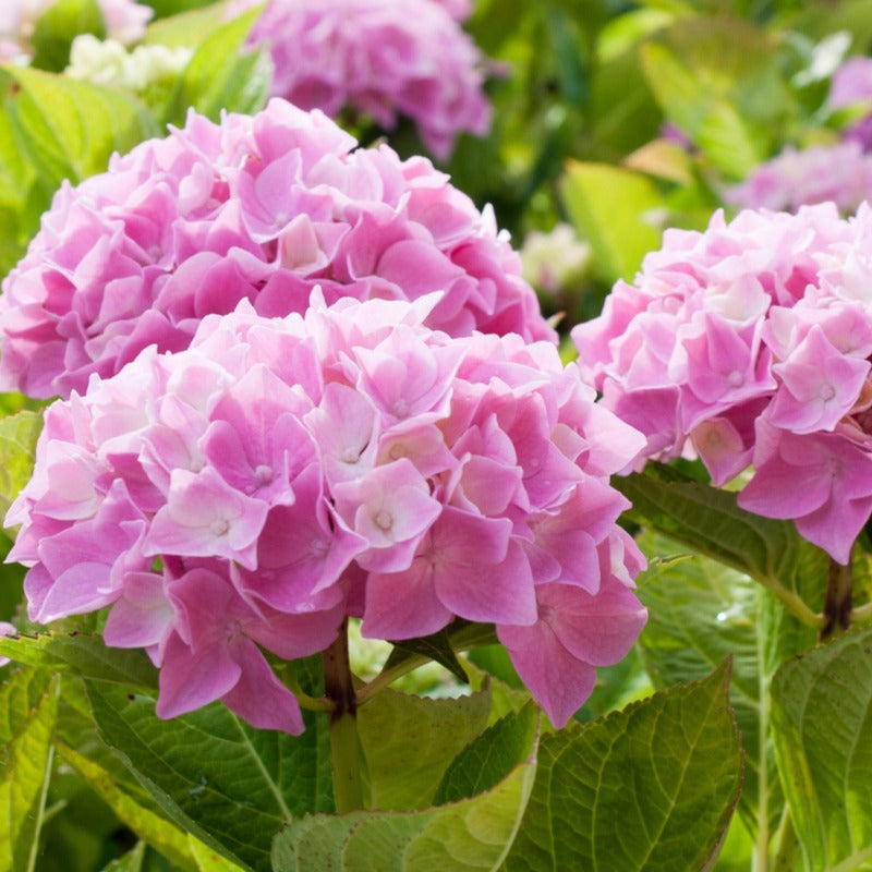 Hortensia Collectie: rood, blauw, roze (x3) - Hydrangea macrophylla